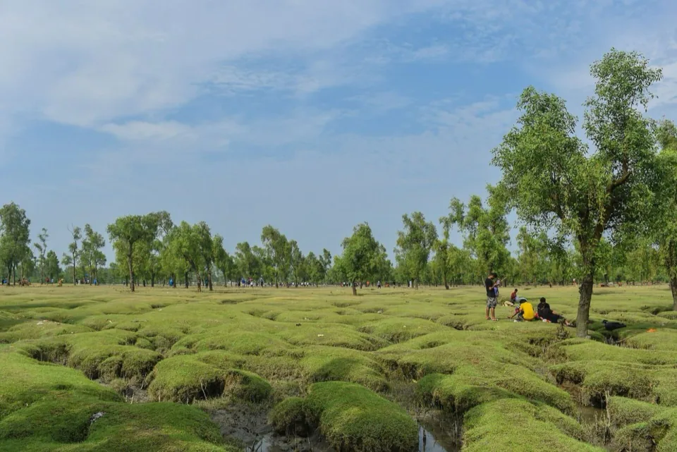 Grassy tidal mudflats and trees at Guliakhali beach in Sitakunda