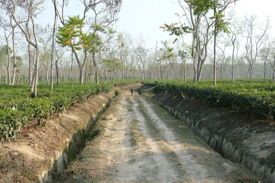 Moulvibazar
