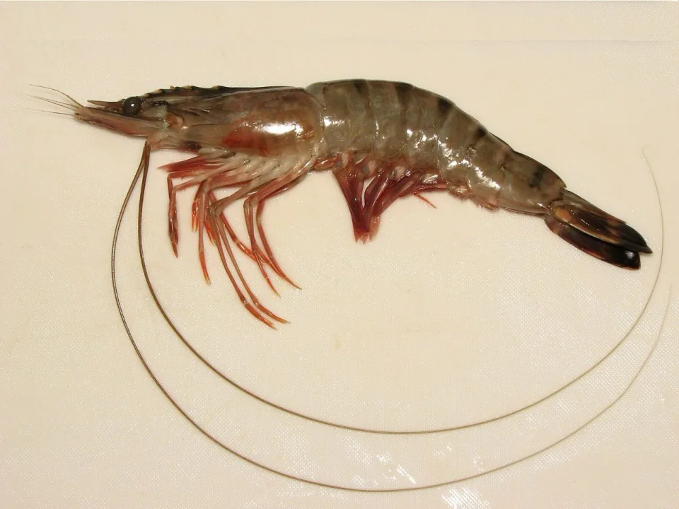 Bagda (tiger) shrimp