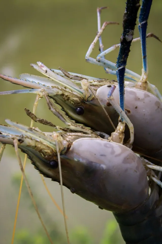 Bagerhat golda chingri (giant freshwater prawn)