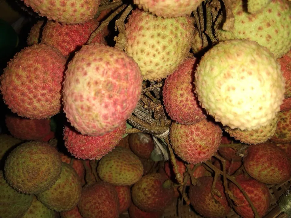 Dinajpur litchi (Bedana and Bombai)