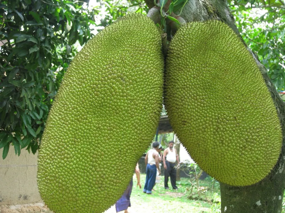 Gazipur jackfruit