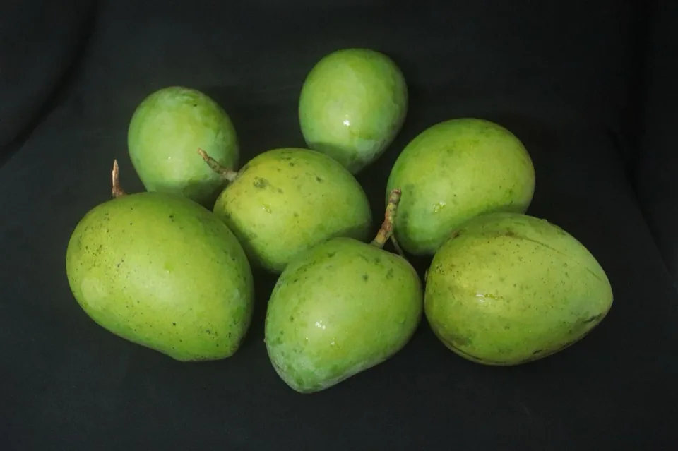 Haribhanga mango of Rangpur