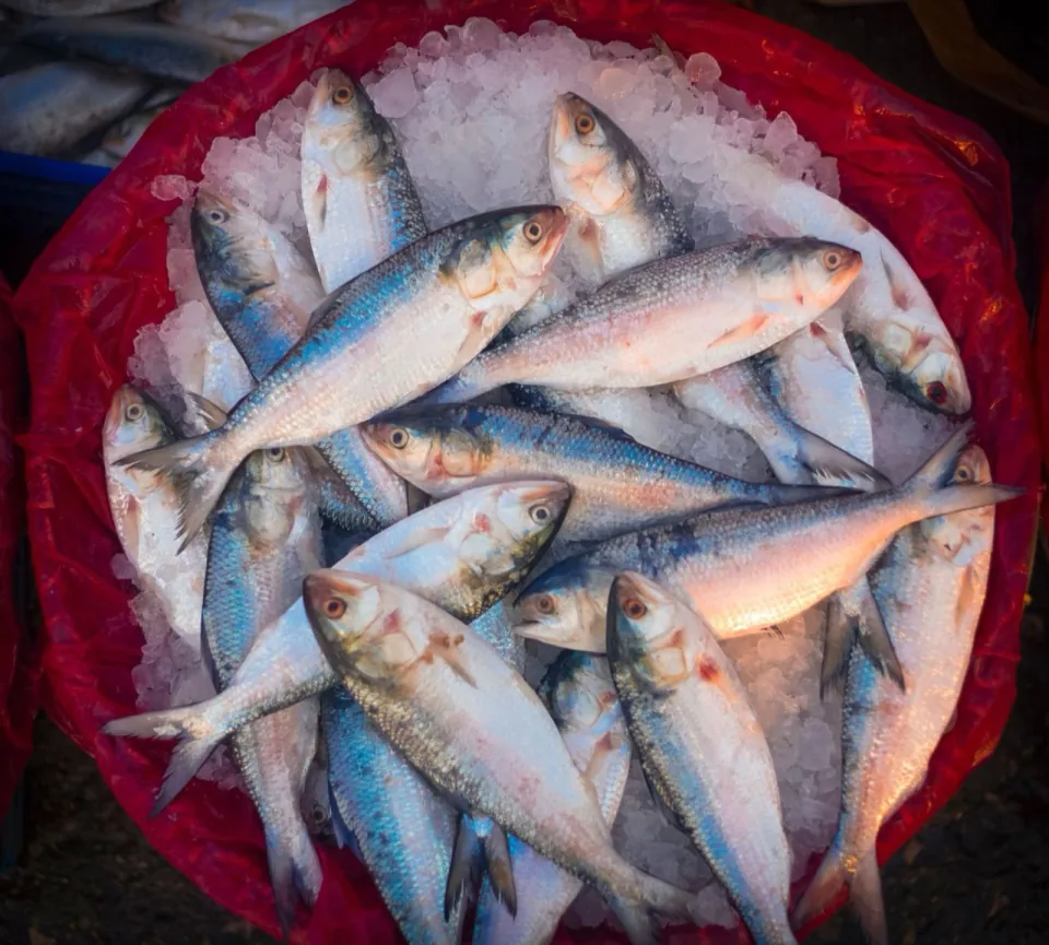 Hilsa (ilish)