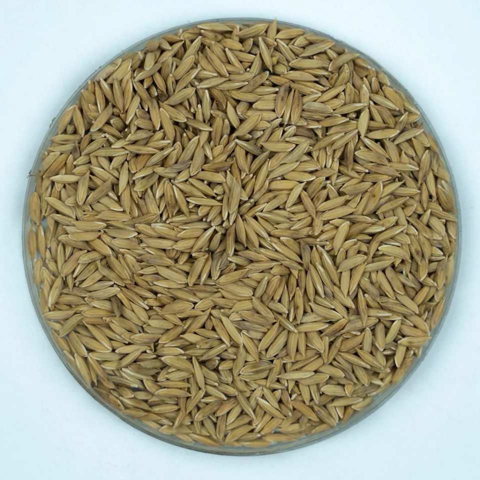 Kataribhog rice of Dinajpur