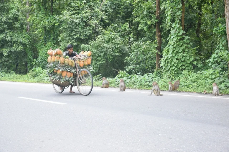 Madhupur pineapple