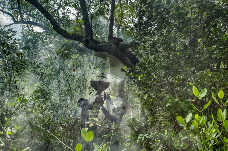 Sundarbans honey